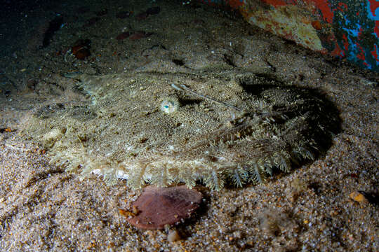 Image of Goosefish