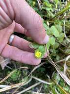 Image of James' monkeyflower