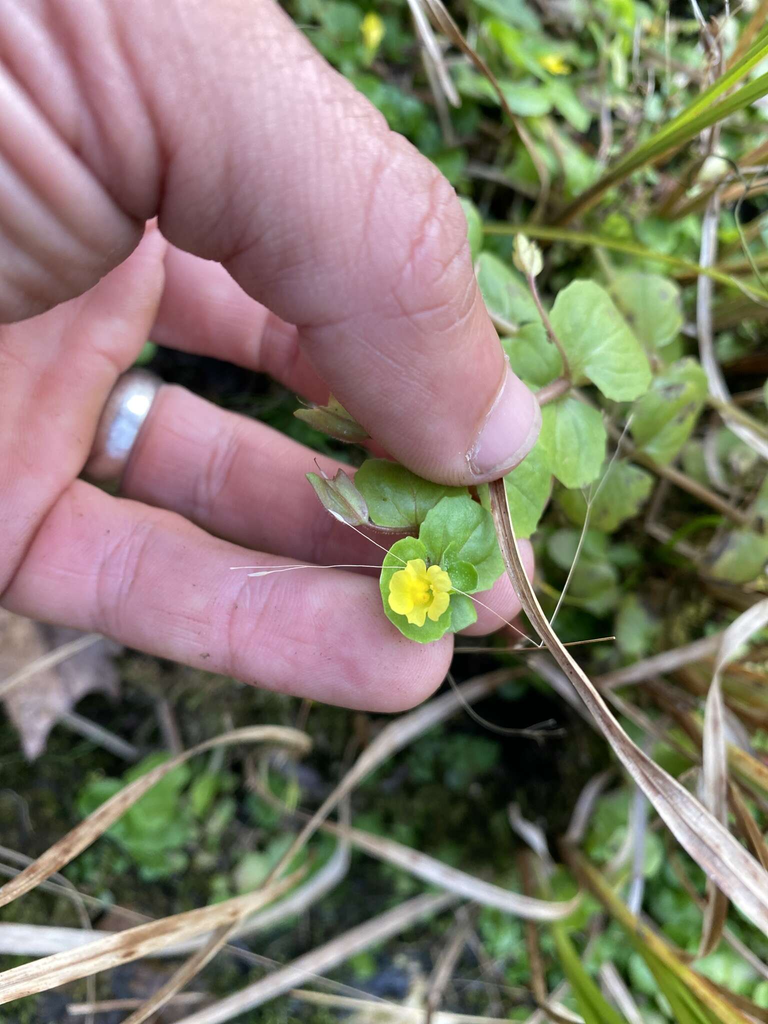 Image of James' monkeyflower