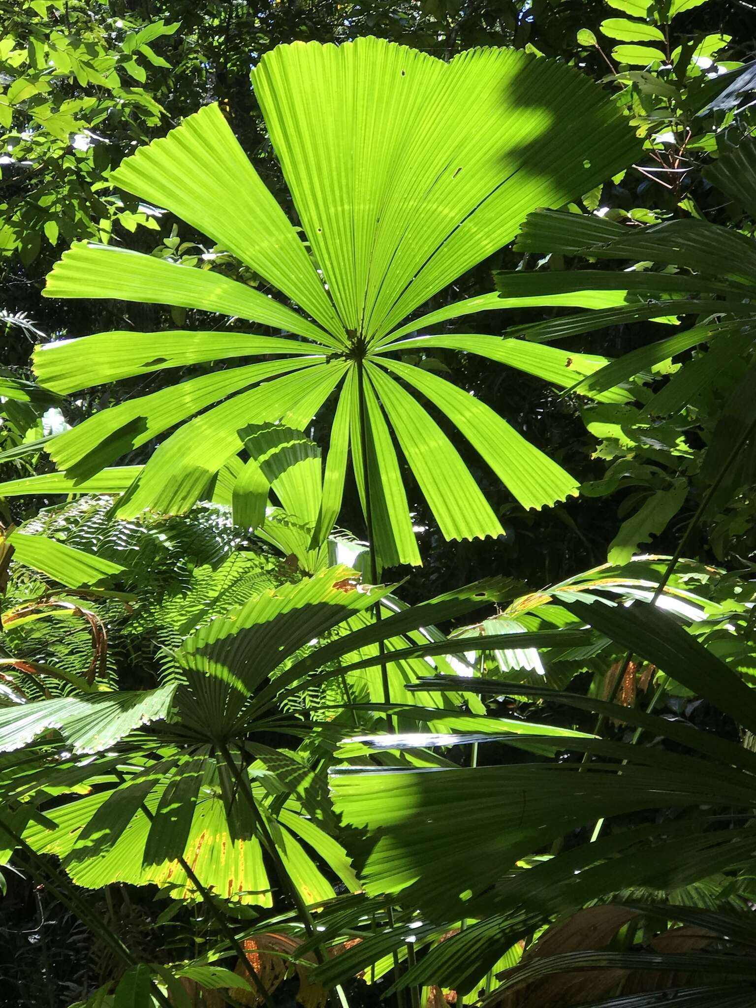 Image of Licuala fan palm