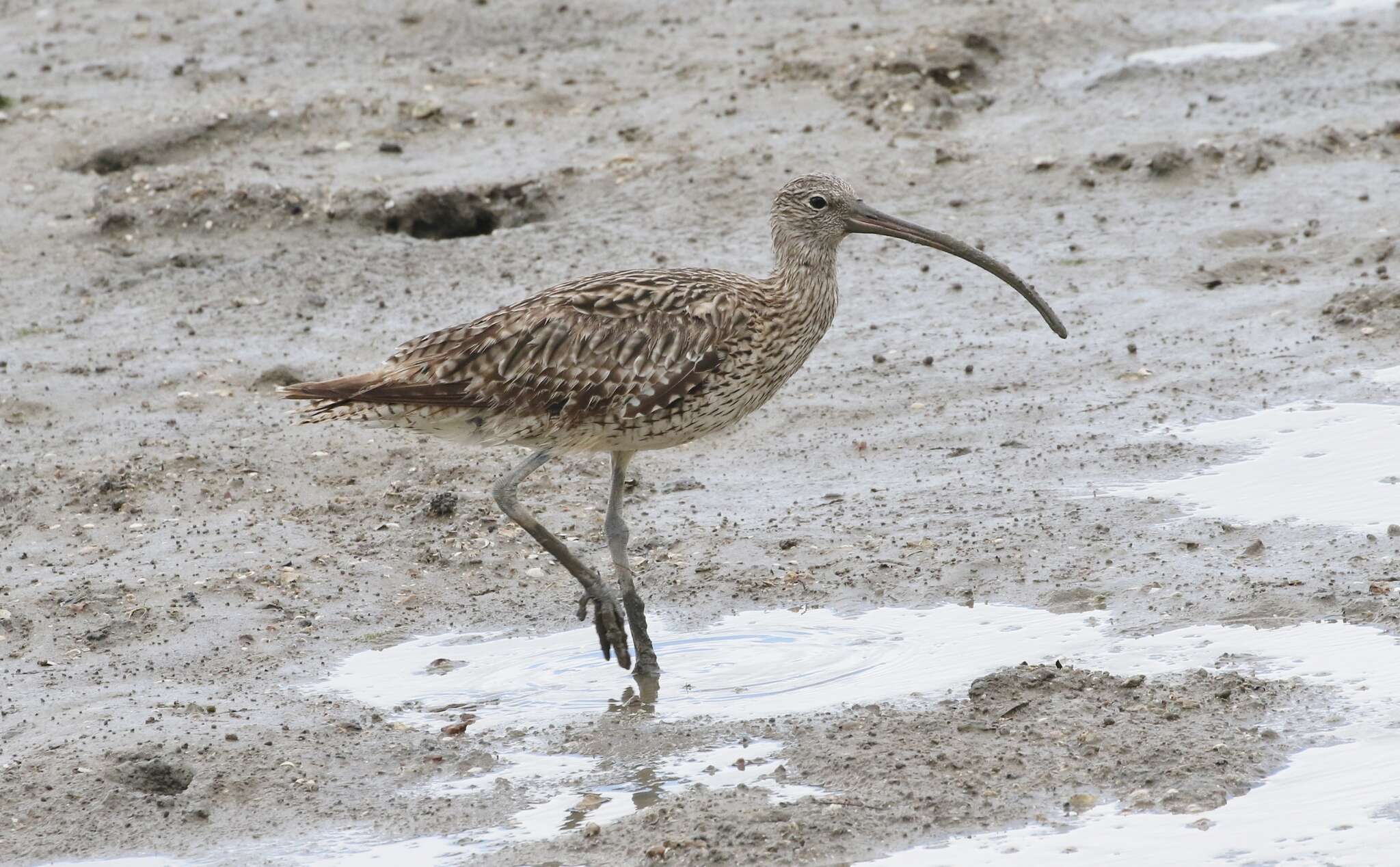 Image of Eastern Curlew