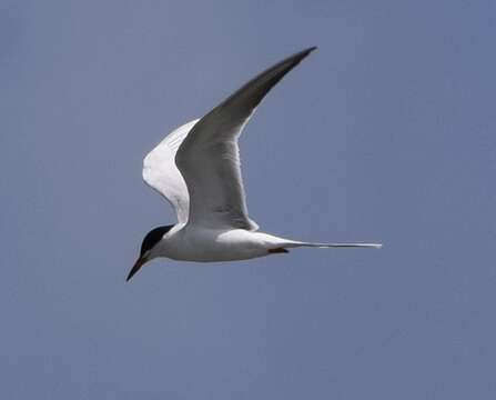 Image of Forster's Tern