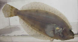 Plancia ëd Paralichthys olivaceus (Temminck & Schlegel 1846)