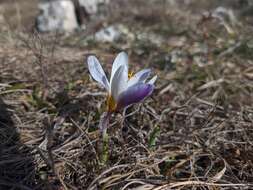 Image of Crocus tauricus (Trautv.) Puring