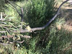 Image of river bottlebrush