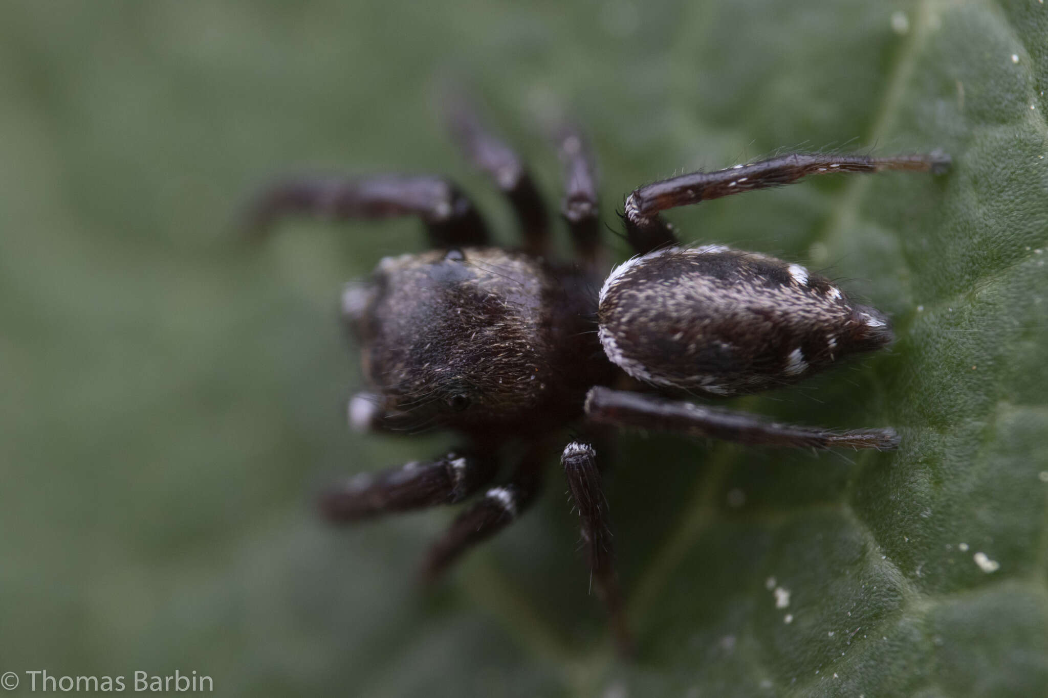 صورة Metaphidippus manni (Peckham & Peckham 1901)