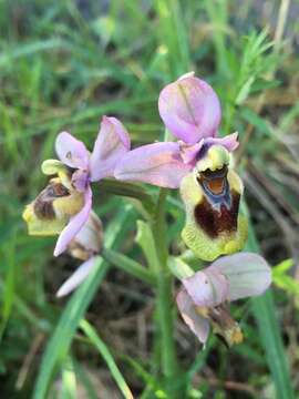 Image of Sawfly orchid