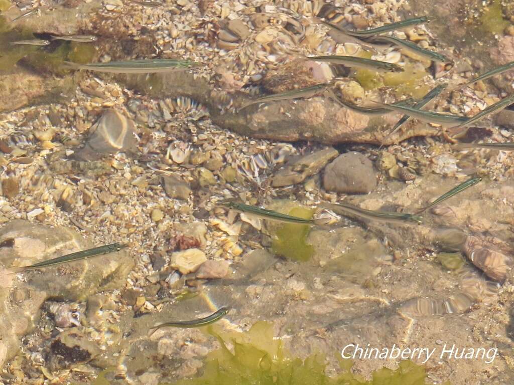 Слика од Spratelloides gracilis (Temminck & Schlegel 1846)