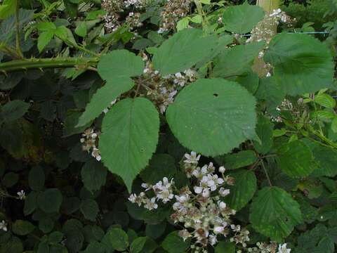 Image of Rubus incurvatiformis Edees