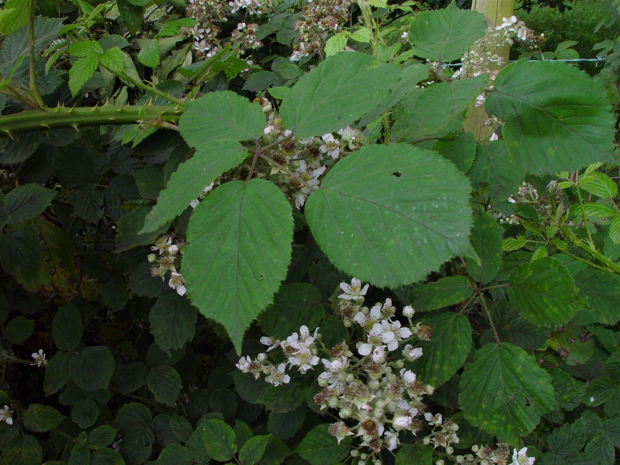 Image of Rubus incurvatiformis Edees