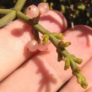 Слика од Phoradendron minutifolium Urb.