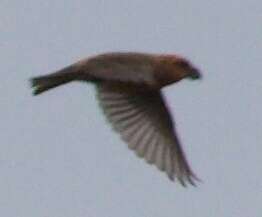 Image of Parrot Crossbill