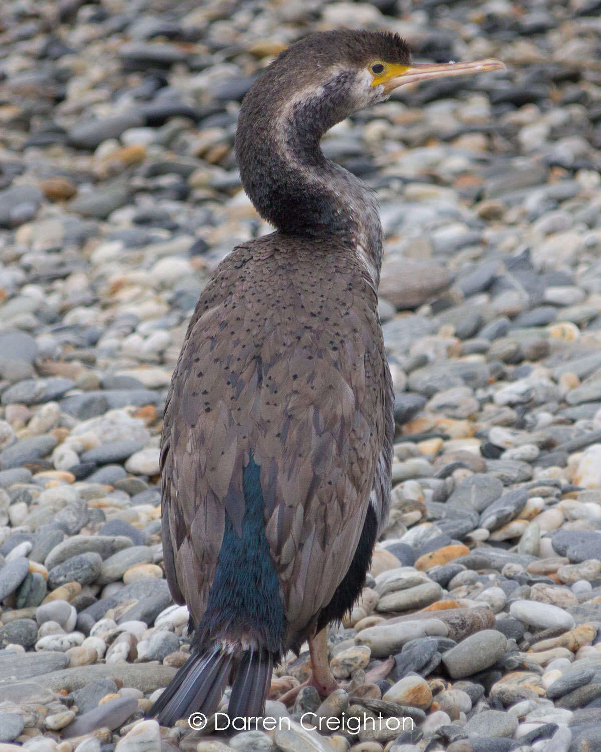 Image of Phalacrocorax punctatus oliveri Mathews 1930