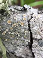 Image of Oregon crabseye lichen