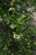 Image de Pavetta catophylla K. Schum.