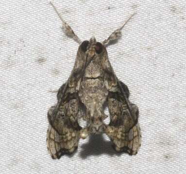 Image of Moth