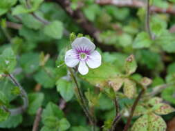 Image of Veronica oligosperma Hayata