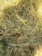 Image of flax dodder