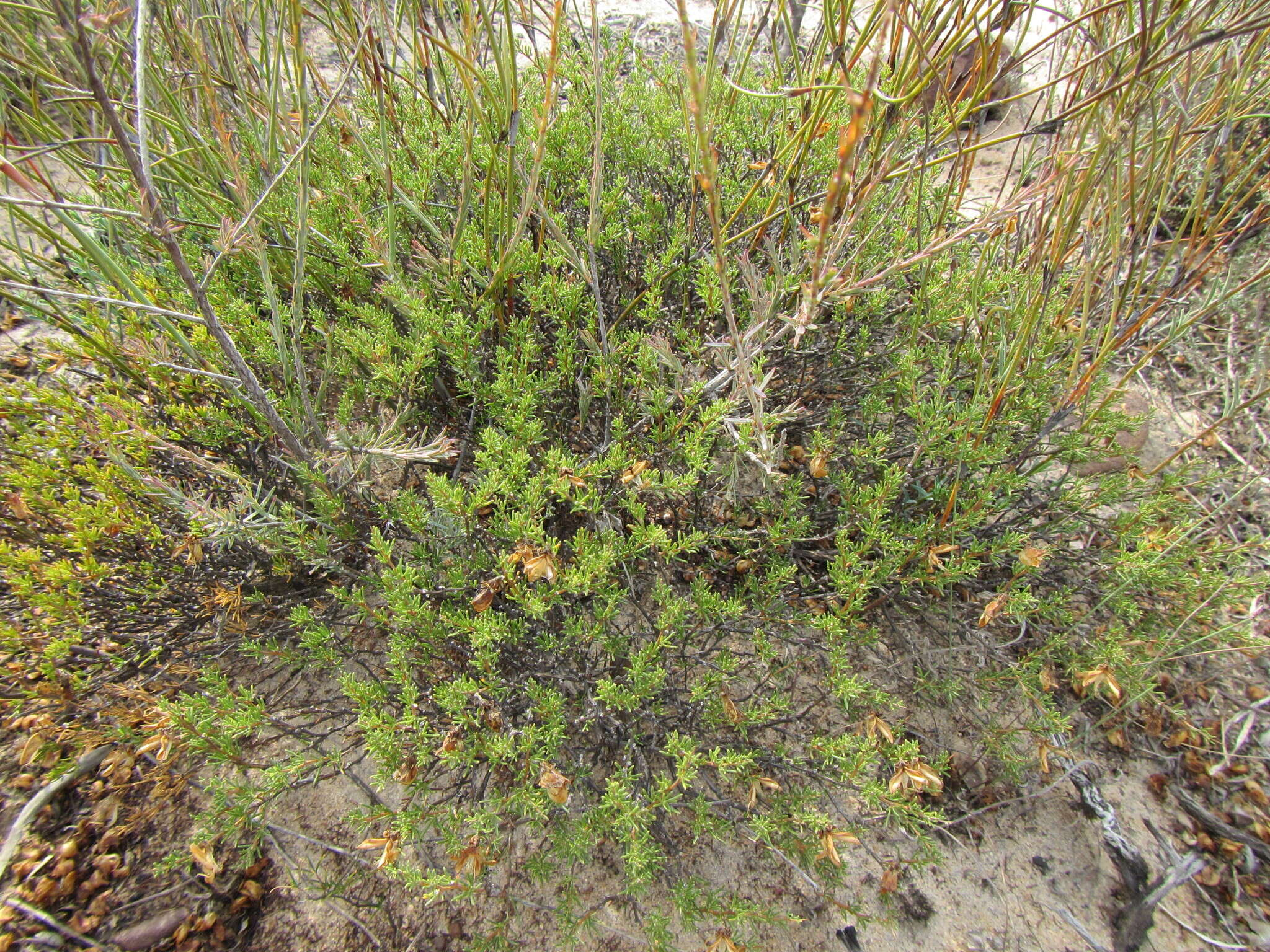 Image of Aspalathus arida subsp. procumbens (E. Mey.) R. Dahlgren