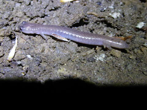 Image of Garden Slender Salamander