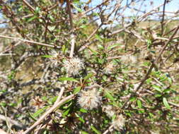 Imagem de Olearia virgata var. laxiflora (Kirk) Allan