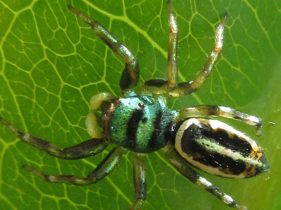 Image of Sea-green Northern Jumper