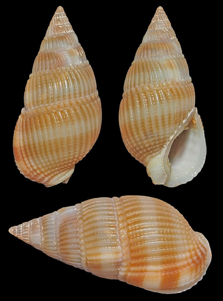 Image of Nassarius concinnus (Powys 1835)