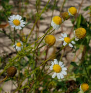 Image of Anthemis bornmuelleri Stoj. & Acht.