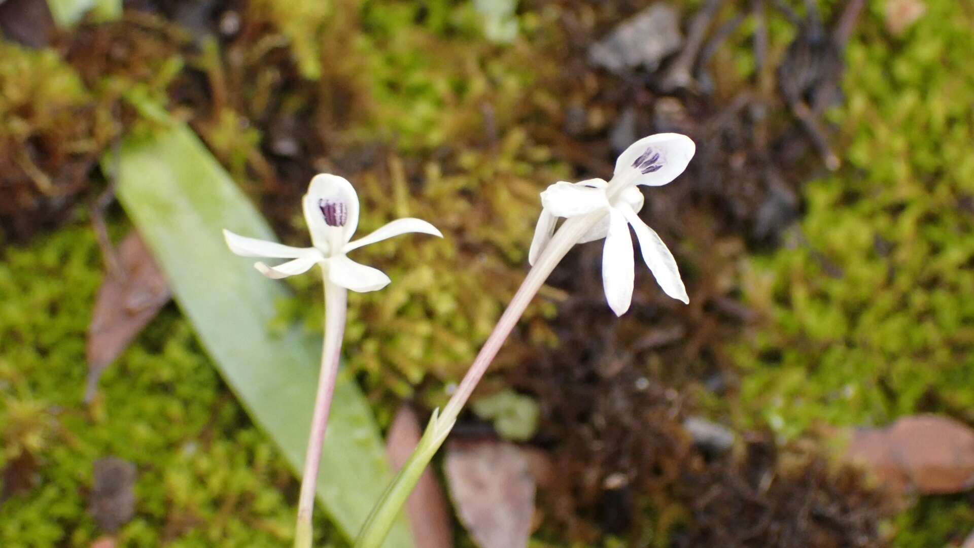 Image of Xenoscapa fistulosa (Spreng. ex Klatt) Goldblatt & J. C. Manning