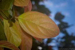 Image of Endiandra muelleri subsp. bracteata B. P. M. Hyland