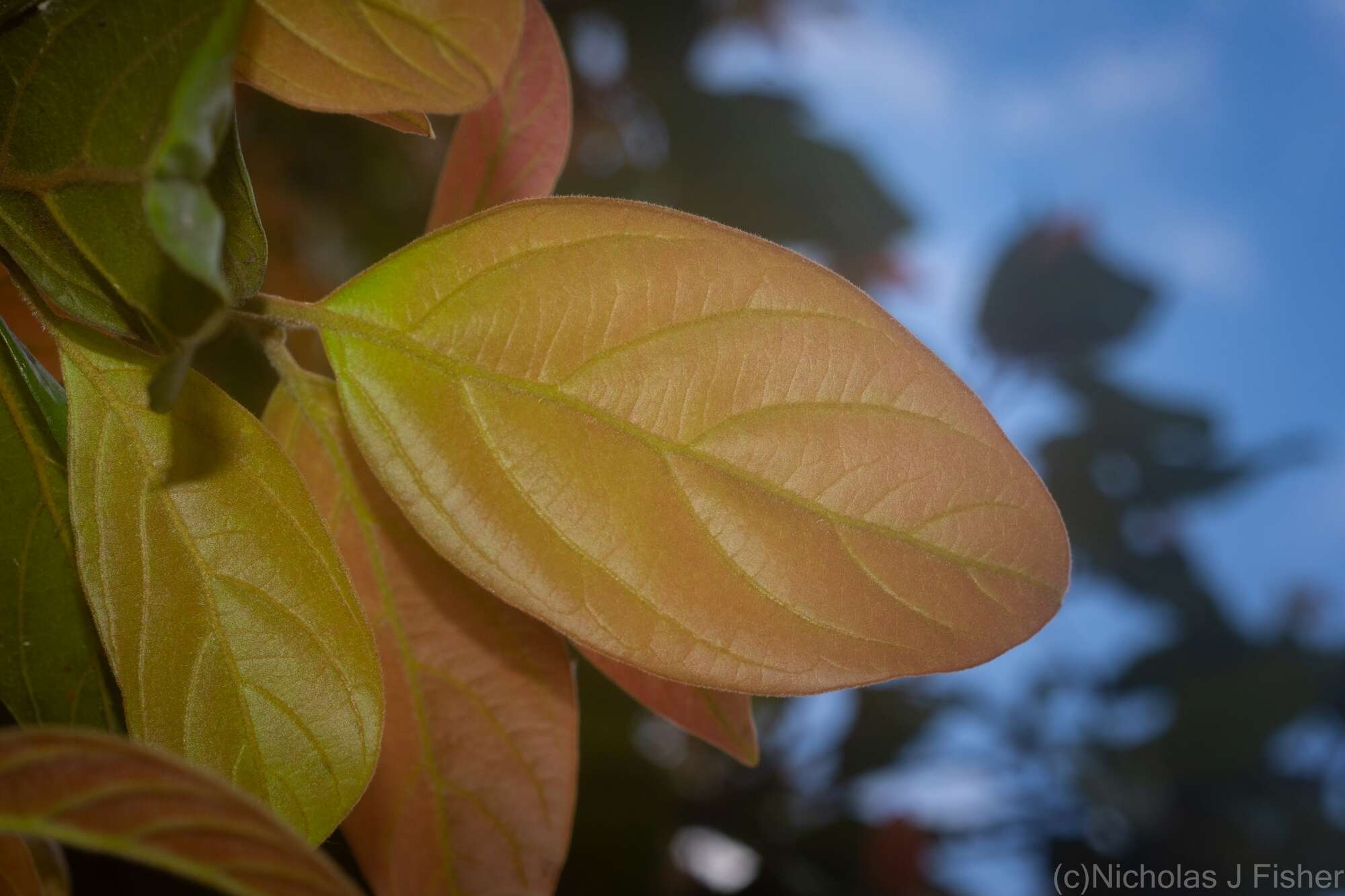 Image of Endiandra muelleri subsp. bracteata B. P. M. Hyland