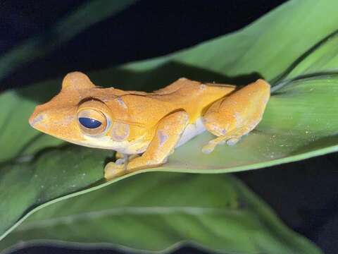 Image of Sri Lanka whipping frog