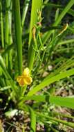 Image of Goodenia hederacea Sm.