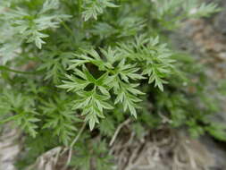 Image of Anemone baldensis subsp. pavoniana (Boiss.) Lainz