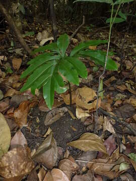 Plancia ëd Helminthostachys zeylanica (L.) Hook.