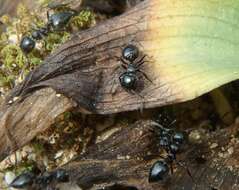 Image of Crematogaster laestrygon Emery 1869