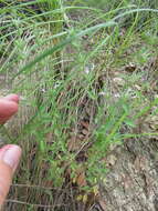 Image of dentate false pennyroyal