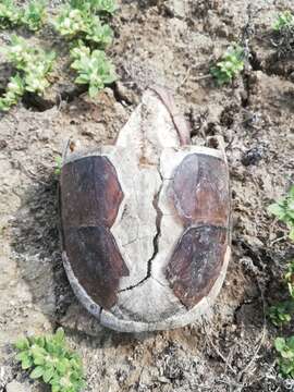 Image of Oaxaca Mud Turtle