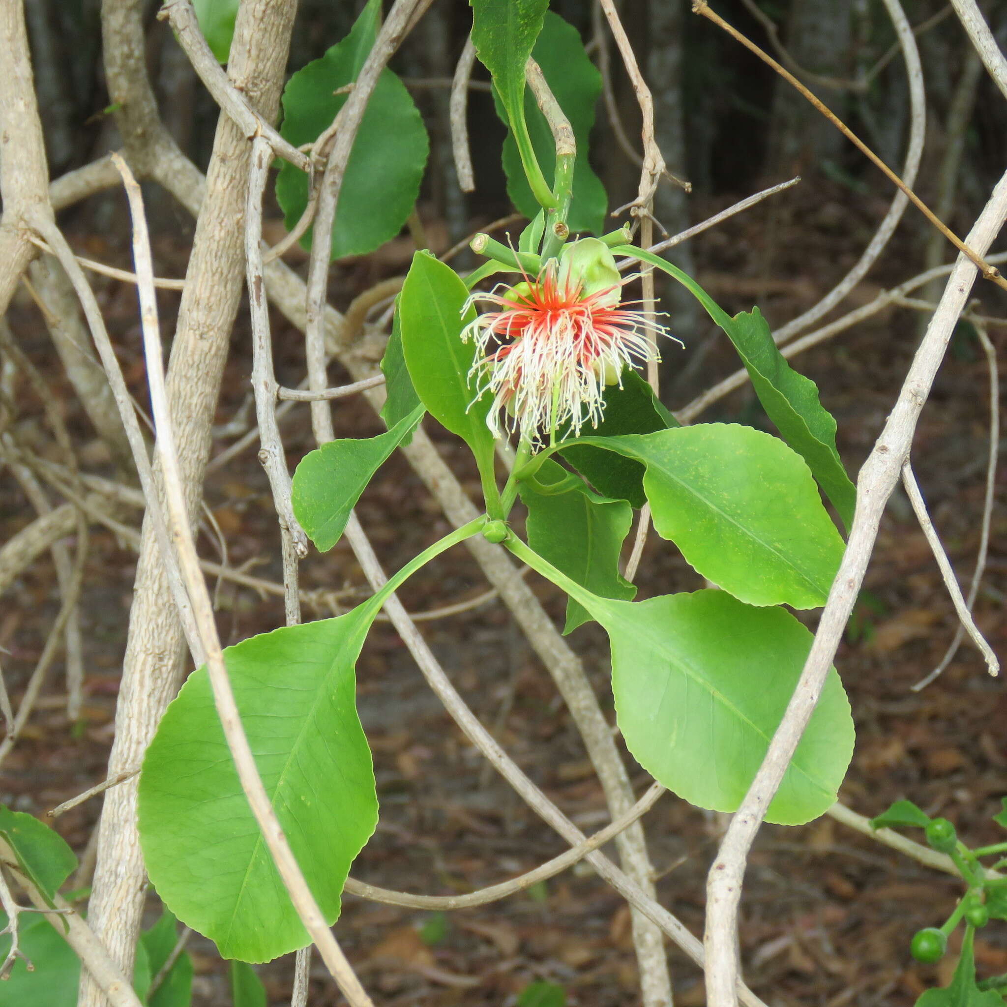 Image of Planchonia careya (F. Muell.) R. Knuth