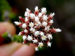 Image of Metalasia pulcherrima pallescens (Harv.) Karis