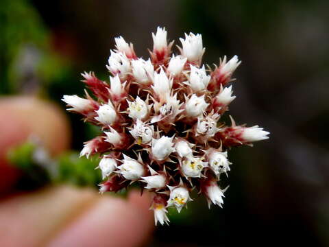 Image of Metalasia pulcherrima pallescens (Harv.) Karis