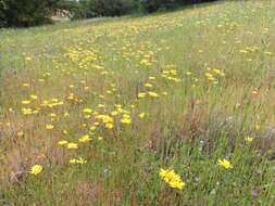 Image de Agoseris heterophylla (Nutt.) Greene