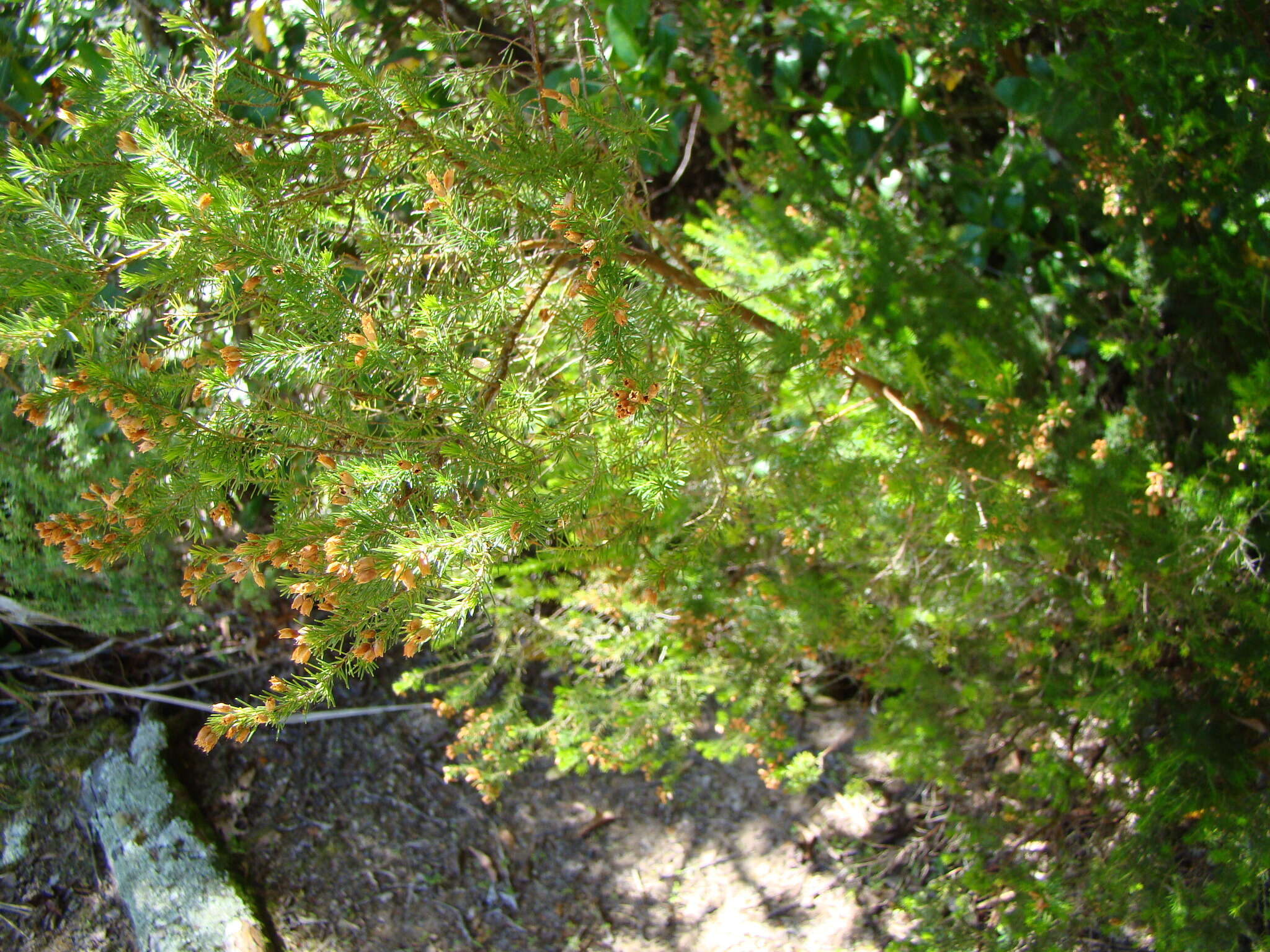 Image of Portuguese Heath