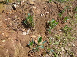 Image of Goodenia albiflora Schltdl.