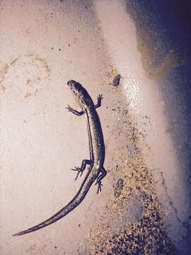 Image of Ground Skink