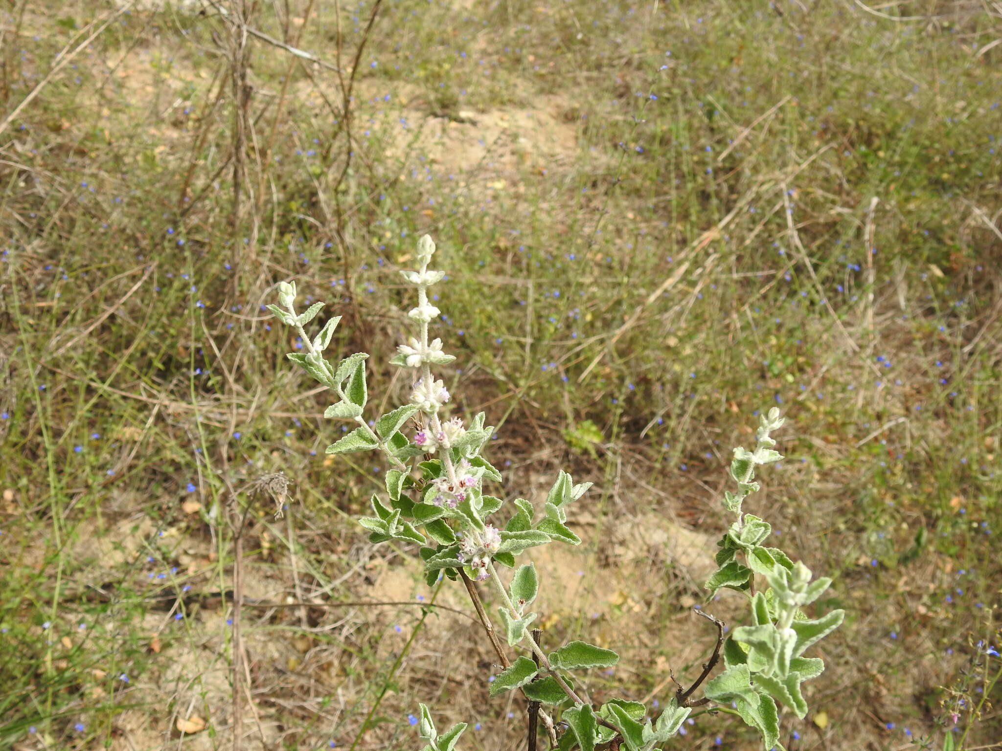 صورة Condea albida (Kunth) Harley & J. F. B. Pastore