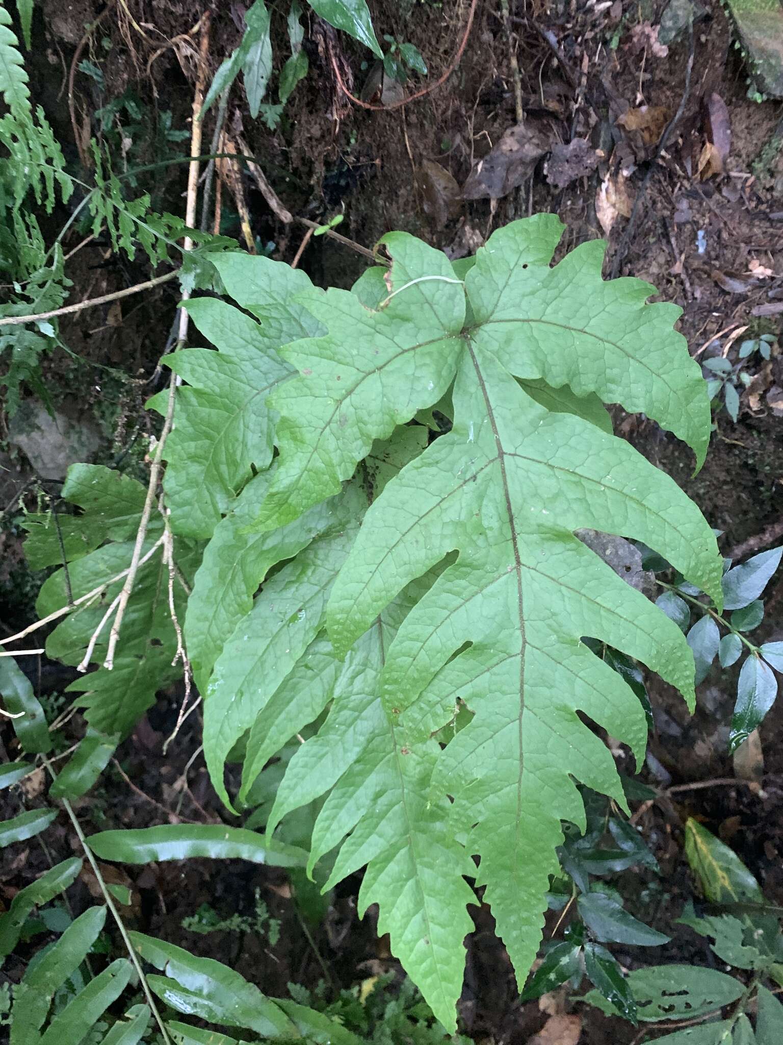 Sivun Tectaria griffithii (Bak.) C. Chr. kuva