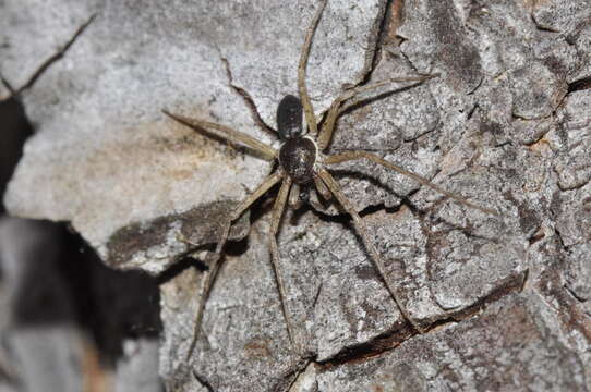 Image of Philodromus dispar Walckenaer 1826