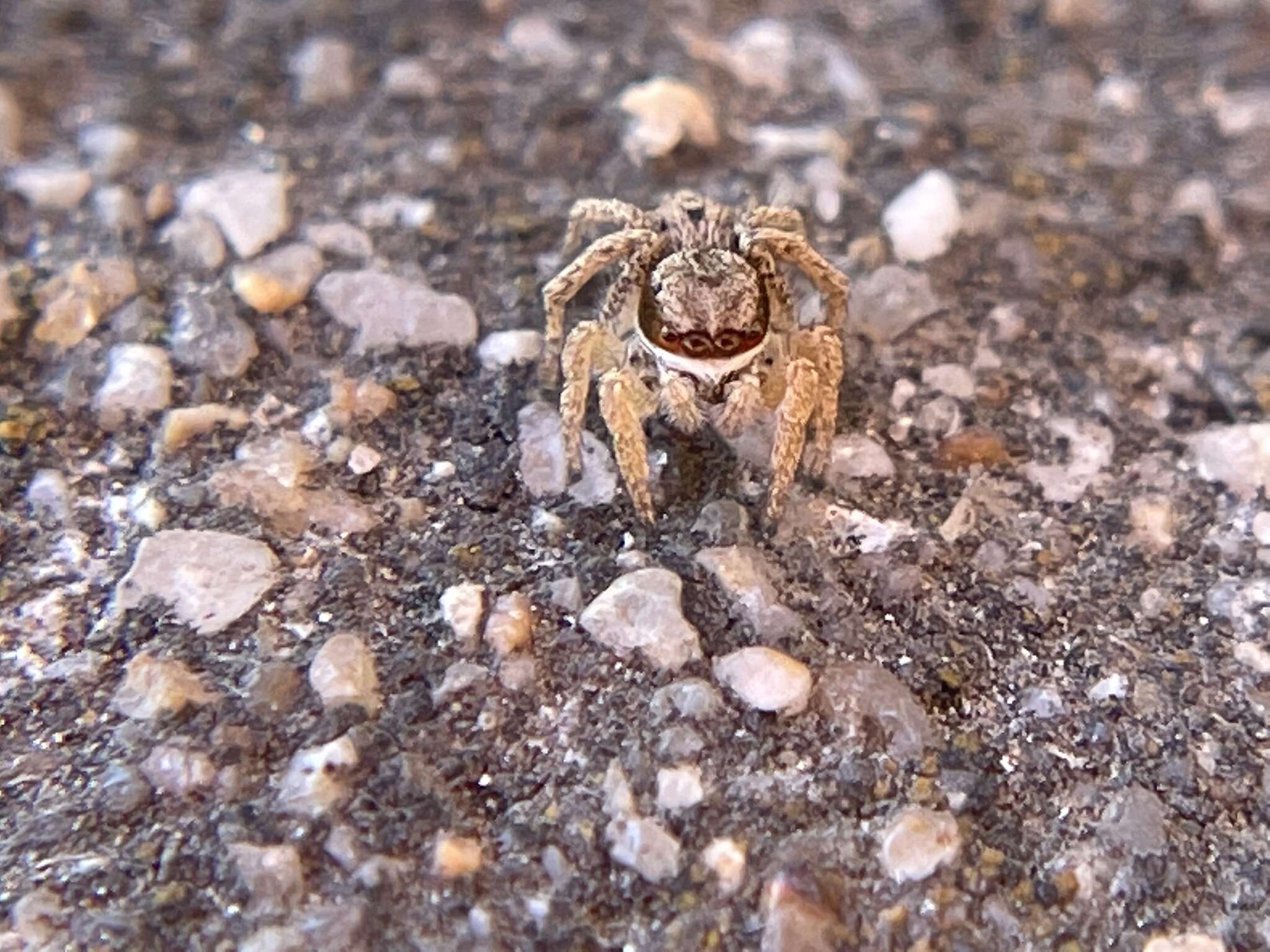 Image of Habronattus mustaciatus (Chamberlin & Ivie 1941)