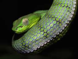 Plancia ëd Trimeresurus sumatranus (Raffles 1822)